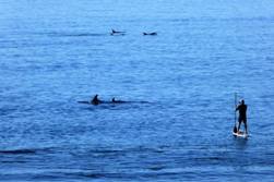 Lanzarote Scuba Diving Holiday - Costa Teguise. SUP.